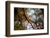 Wild Hornbill Bird-MJO Photo-Framed Photographic Print