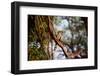 Wild Hornbill Bird-MJO Photo-Framed Photographic Print