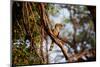 Wild Hornbill Bird-MJO Photo-Mounted Photographic Print