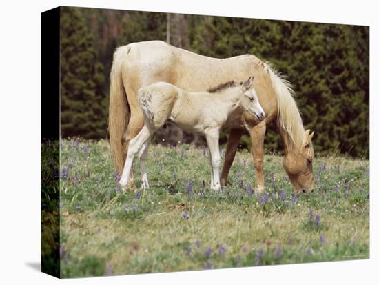 Wild Horse and Foal, Mustang, Pryor Mts, Montana, USA-Lynn M. Stone-Stretched Canvas