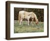 Wild Horse and Foal, Mustang, Pryor Mts, Montana, USA-Lynn M. Stone-Framed Premium Photographic Print