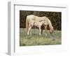 Wild Horse and Foal, Mustang, Pryor Mts, Montana, USA-Lynn M. Stone-Framed Premium Photographic Print