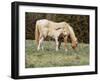 Wild Horse and Foal, Mustang, Pryor Mts, Montana, USA-Lynn M. Stone-Framed Photographic Print