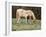 Wild Horse and Foal, Mustang, Pryor Mts, Montana, USA-Lynn M. Stone-Framed Photographic Print