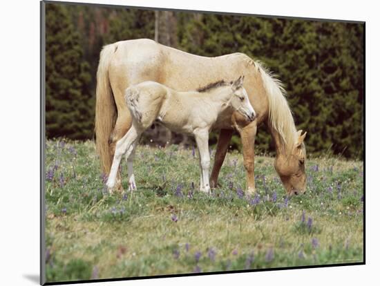 Wild Horse and Foal, Mustang, Pryor Mts, Montana, USA-Lynn M. Stone-Mounted Photographic Print