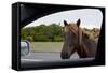 Wild Horse at Car Window-Paul Souders-Framed Stretched Canvas