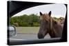 Wild Horse at Car Window-Paul Souders-Stretched Canvas