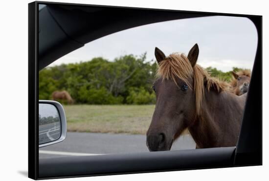 Wild Horse at Car Window-Paul Souders-Framed Stretched Canvas