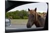 Wild Horse at Car Window-Paul Souders-Stretched Canvas