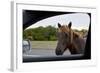 Wild Horse at Car Window-Paul Souders-Framed Photographic Print