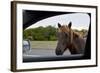 Wild Horse at Car Window-Paul Souders-Framed Photographic Print