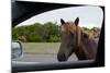 Wild Horse at Car Window-Paul Souders-Mounted Photographic Print