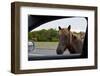 Wild Horse at Car Window-Paul Souders-Framed Photographic Print