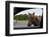 Wild Horse at Car Window-Paul Souders-Framed Photographic Print