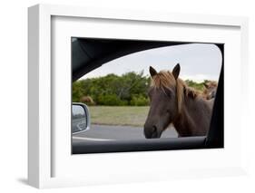 Wild Horse at Car Window-Paul Souders-Framed Photographic Print