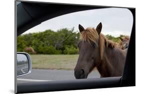 Wild Horse at Car Window-Paul Souders-Mounted Photographic Print