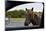 Wild Horse at Car Window-Paul Souders-Mounted Photographic Print