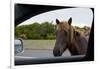 Wild Horse at Car Window-Paul Souders-Framed Photographic Print