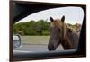 Wild Horse at Car Window-Paul Souders-Framed Photographic Print