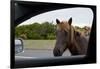 Wild Horse at Car Window-Paul Souders-Framed Photographic Print