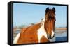 Wild Horse at Chincoteague National Wildlife Refuge, Virginia, Usa.-Jay Yuan-Framed Stretched Canvas