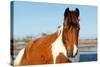 Wild Horse at Chincoteague National Wildlife Refuge, Virginia, Usa.-Jay Yuan-Stretched Canvas