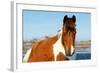 Wild Horse at Chincoteague National Wildlife Refuge, Virginia, Usa.-Jay Yuan-Framed Photographic Print