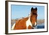 Wild Horse at Chincoteague National Wildlife Refuge, Virginia, Usa.-Jay Yuan-Framed Photographic Print