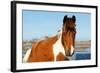 Wild Horse at Chincoteague National Wildlife Refuge, Virginia, Usa.-Jay Yuan-Framed Photographic Print