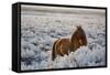 Wild Horse at Mono Lake-null-Framed Stretched Canvas