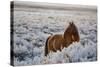 Wild Horse at Mono Lake-null-Stretched Canvas