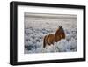 Wild Horse at Mono Lake-null-Framed Photographic Print
