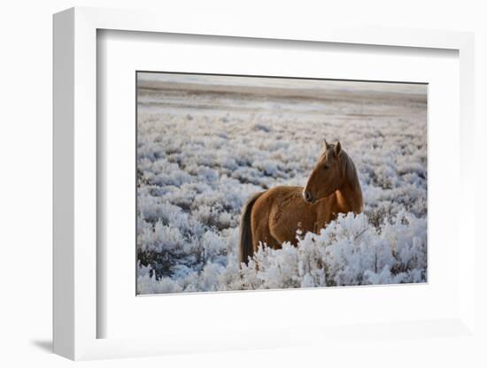 Wild Horse at Mono Lake-null-Framed Photographic Print