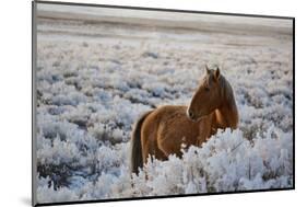 Wild Horse at Mono Lake-null-Mounted Photographic Print