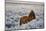 Wild Horse at Mono Lake-null-Mounted Photographic Print