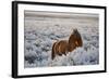 Wild Horse at Mono Lake-null-Framed Photographic Print