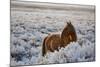 Wild Horse at Mono Lake-null-Mounted Photographic Print