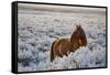 Wild Horse at Mono Lake-null-Framed Stretched Canvas