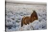 Wild Horse at Mono Lake-null-Stretched Canvas