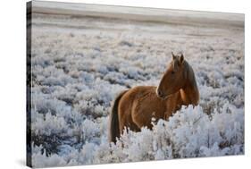 Wild Horse at Mono Lake-null-Stretched Canvas