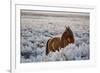 Wild Horse at Mono Lake-null-Framed Photographic Print