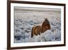 Wild Horse at Mono Lake-null-Framed Photographic Print