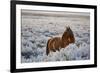 Wild Horse at Mono Lake-null-Framed Photographic Print