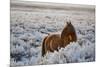 Wild Horse at Mono Lake-null-Mounted Photographic Print