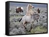 Wild Horse Babies Playing, Wyoming, Usa-Larry Ditto-Framed Stretched Canvas