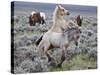 Wild Horse Babies Playing, Wyoming, Usa-Larry Ditto-Stretched Canvas