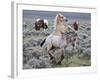 Wild Horse Babies Playing, Wyoming, Usa-Larry Ditto-Framed Photographic Print