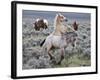 Wild Horse Babies Playing, Wyoming, Usa-Larry Ditto-Framed Photographic Print