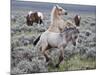 Wild Horse Babies Playing, Wyoming, Usa-Larry Ditto-Mounted Photographic Print