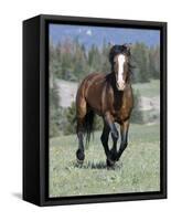 Wild Horse, Bay Stallion Cantering Portrait, Pryor Mountains, Montana, USA-Carol Walker-Framed Stretched Canvas